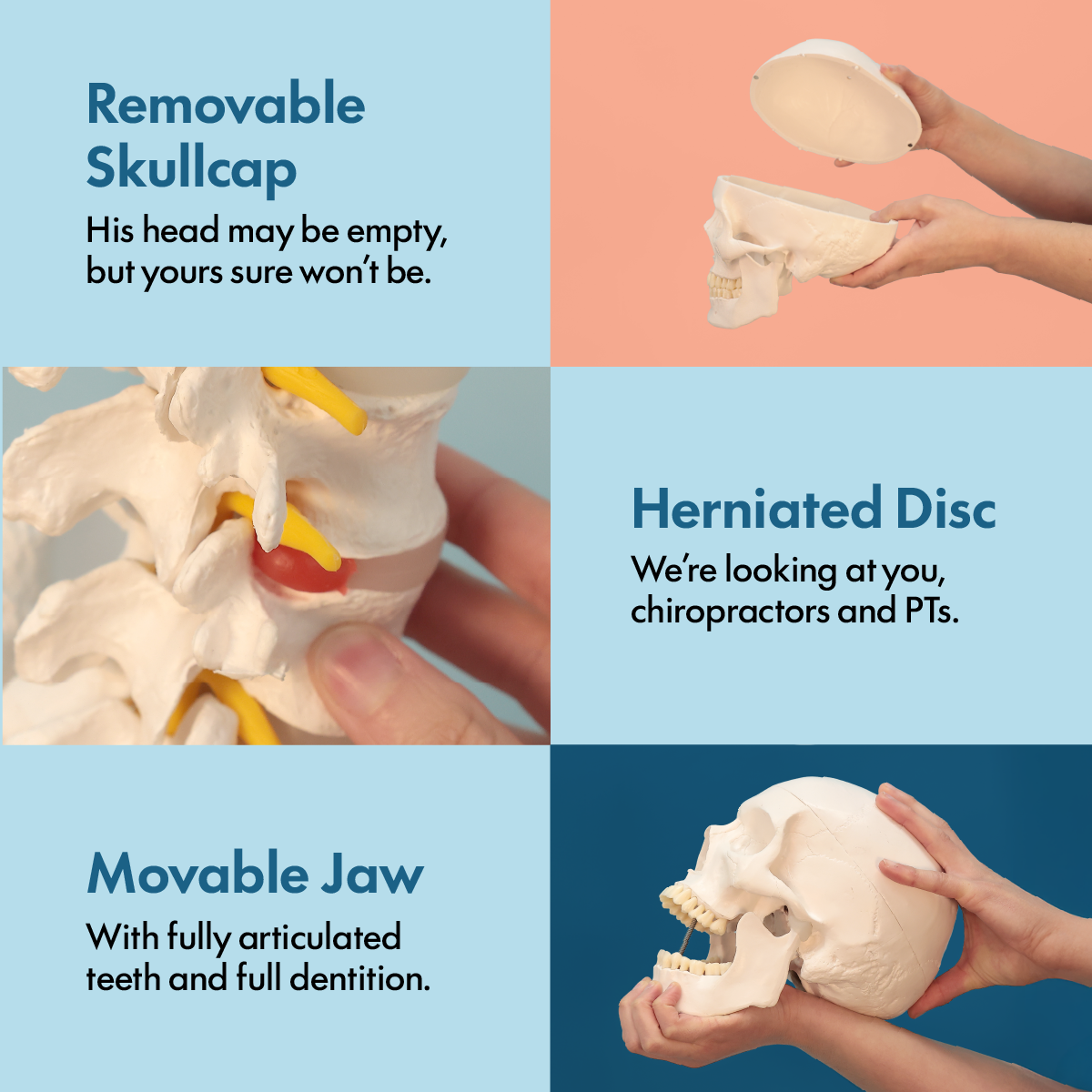 Axis Scientific Classic Life-Size Human Skeleton Anatomy Model with Study Booklet, Numbering Guide, and Hanging Stand Overview