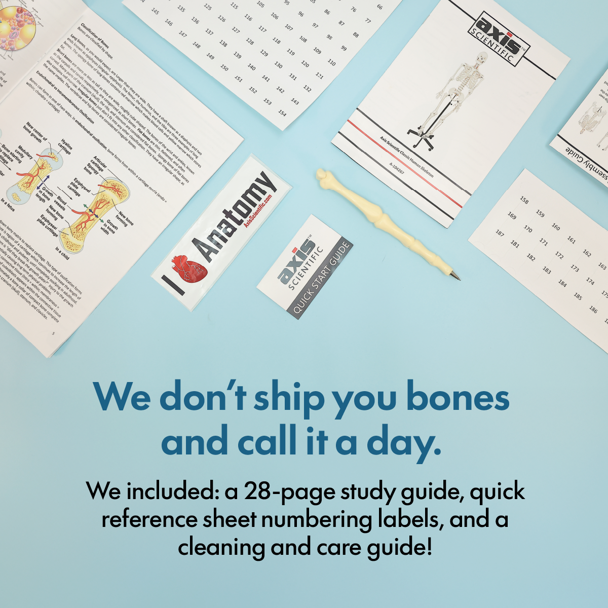 Axis Scientific Classic Life-Size Human Skeleton Anatomy Model with Study Booklet, Numbering Guide, and Hanging Stand Overview