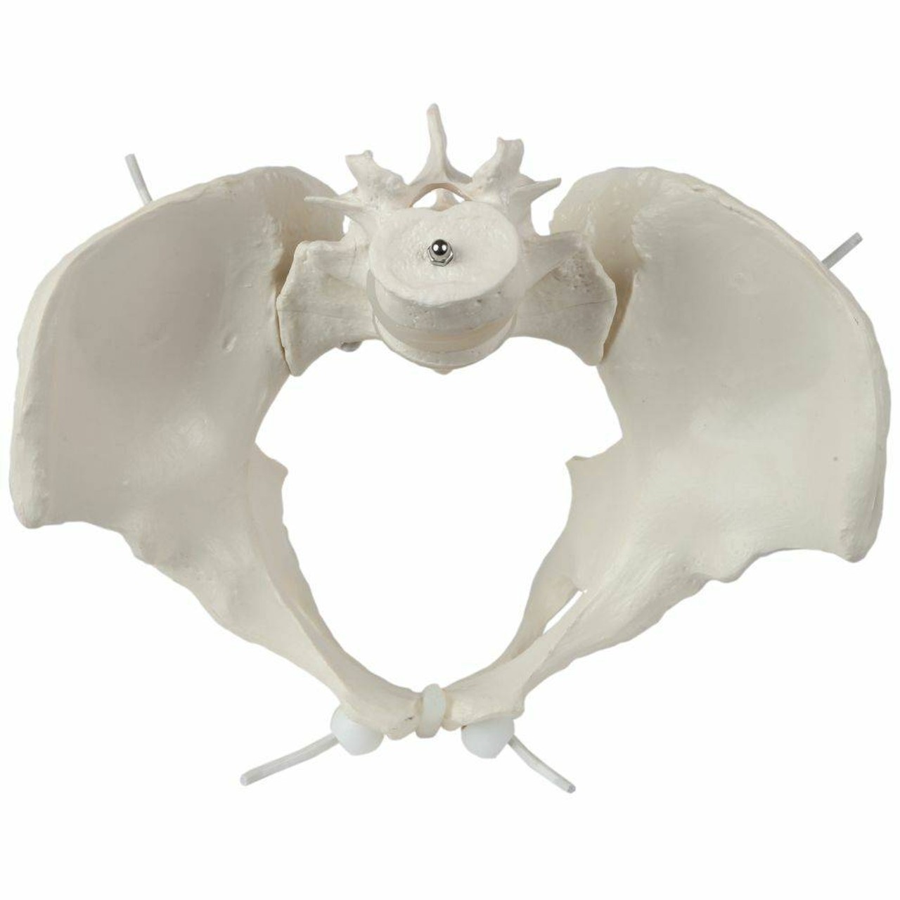 Axis Scientific Flexible Female Pelvic Skeleton with L4 and L5 Vertebrae