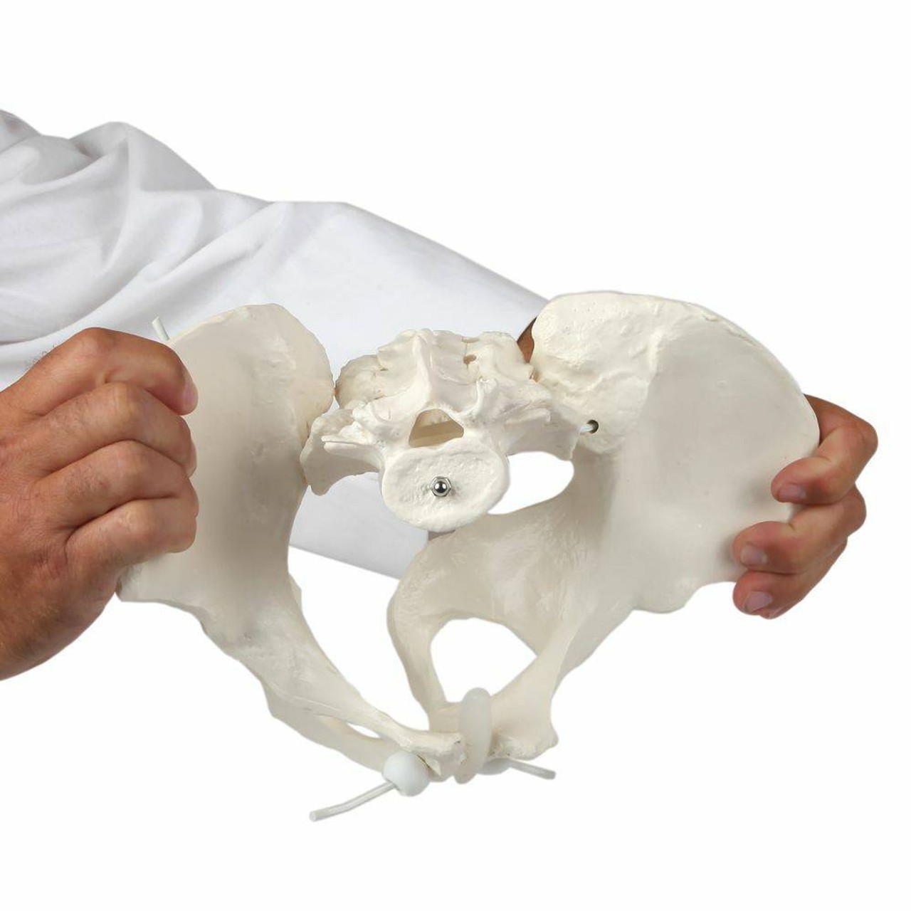 Axis Scientific Flexible Female Pelvic Skeleton with L4 and L5 Vertebrae