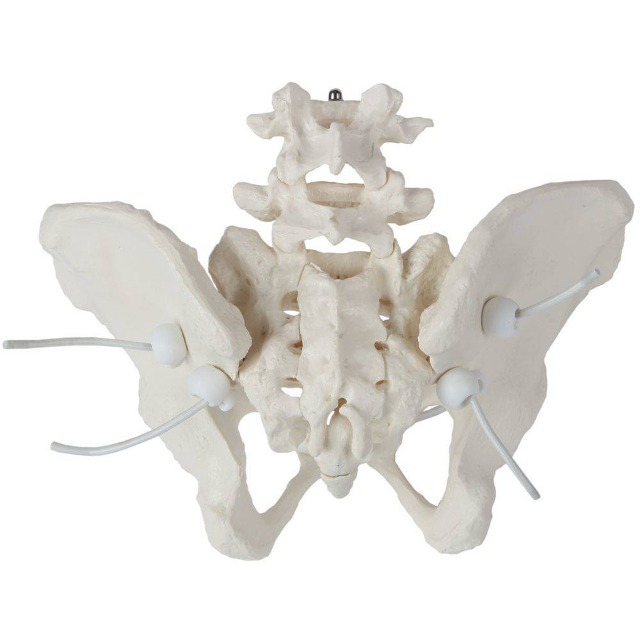 Axis Scientific Flexible Female Pelvic Skeleton with L4 and L5 Vertebrae