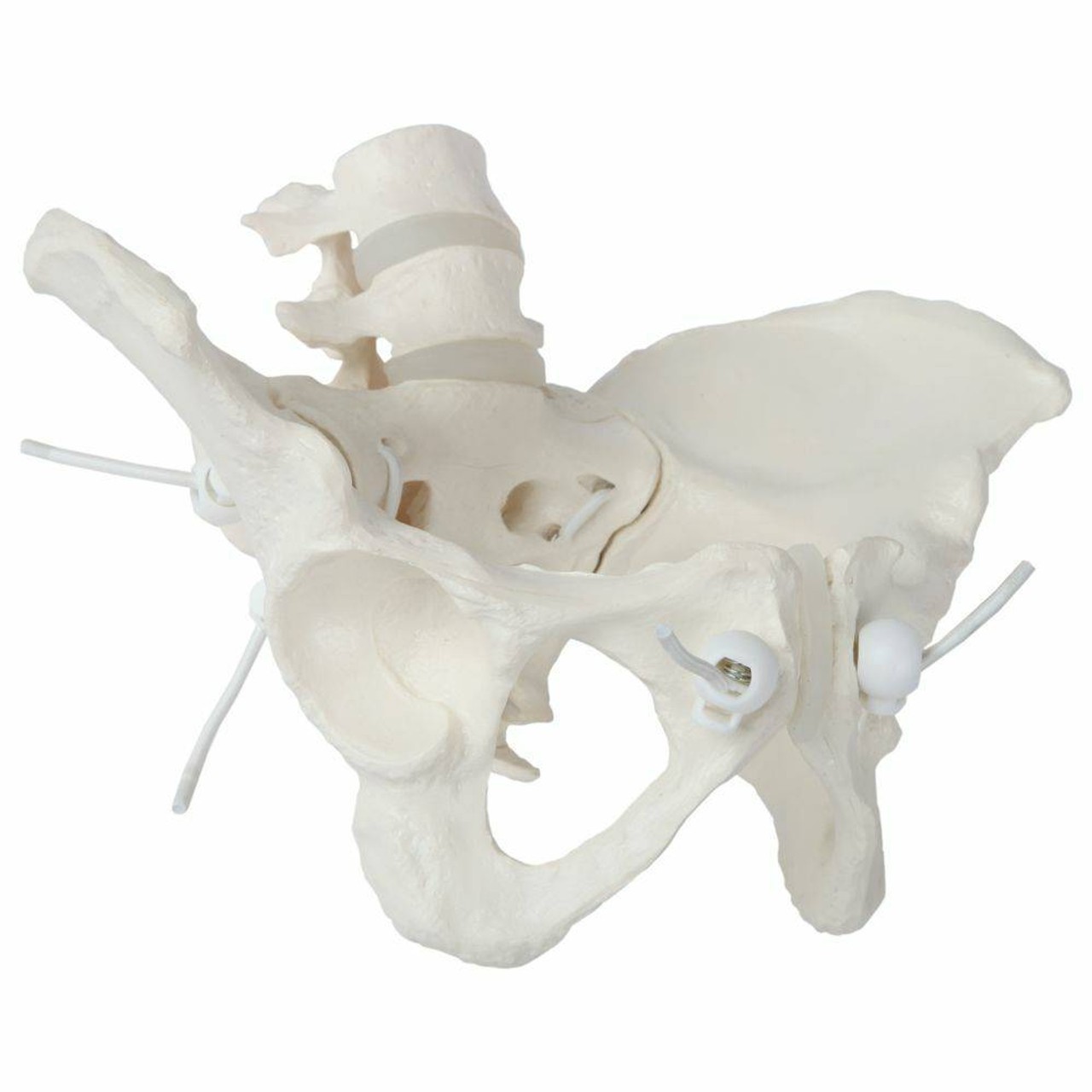 Axis Scientific Flexible Female Pelvic Skeleton with L4 and L5 Vertebrae