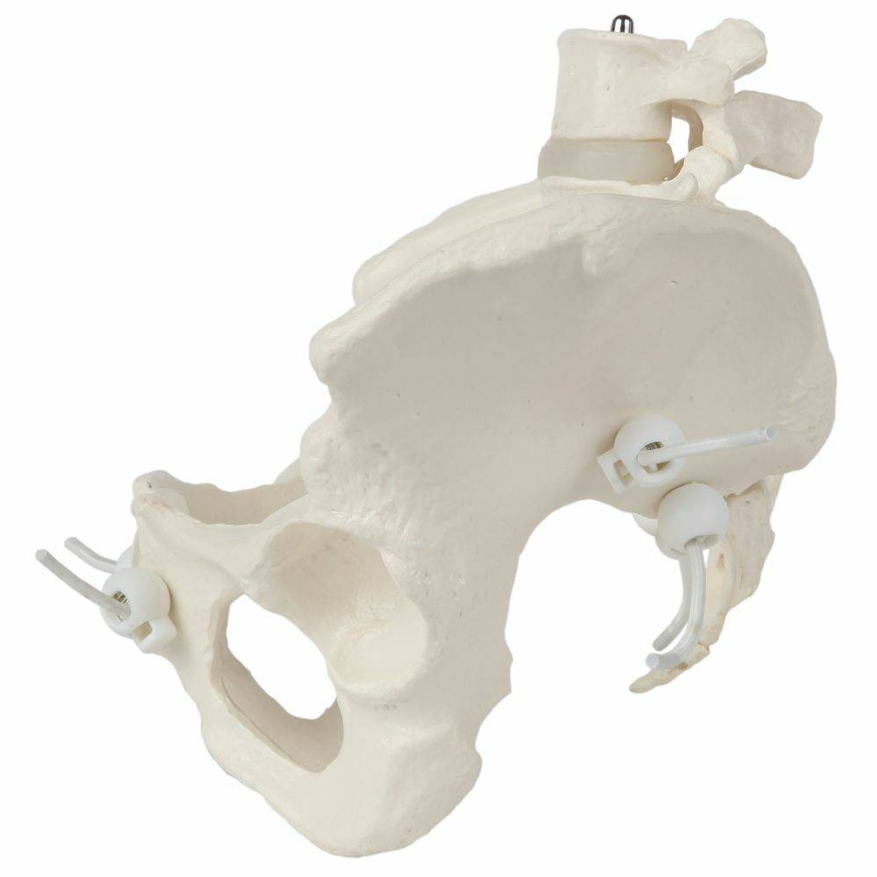 Axis Scientific Flexible Female Pelvic Skeleton with L4 and L5 Vertebrae