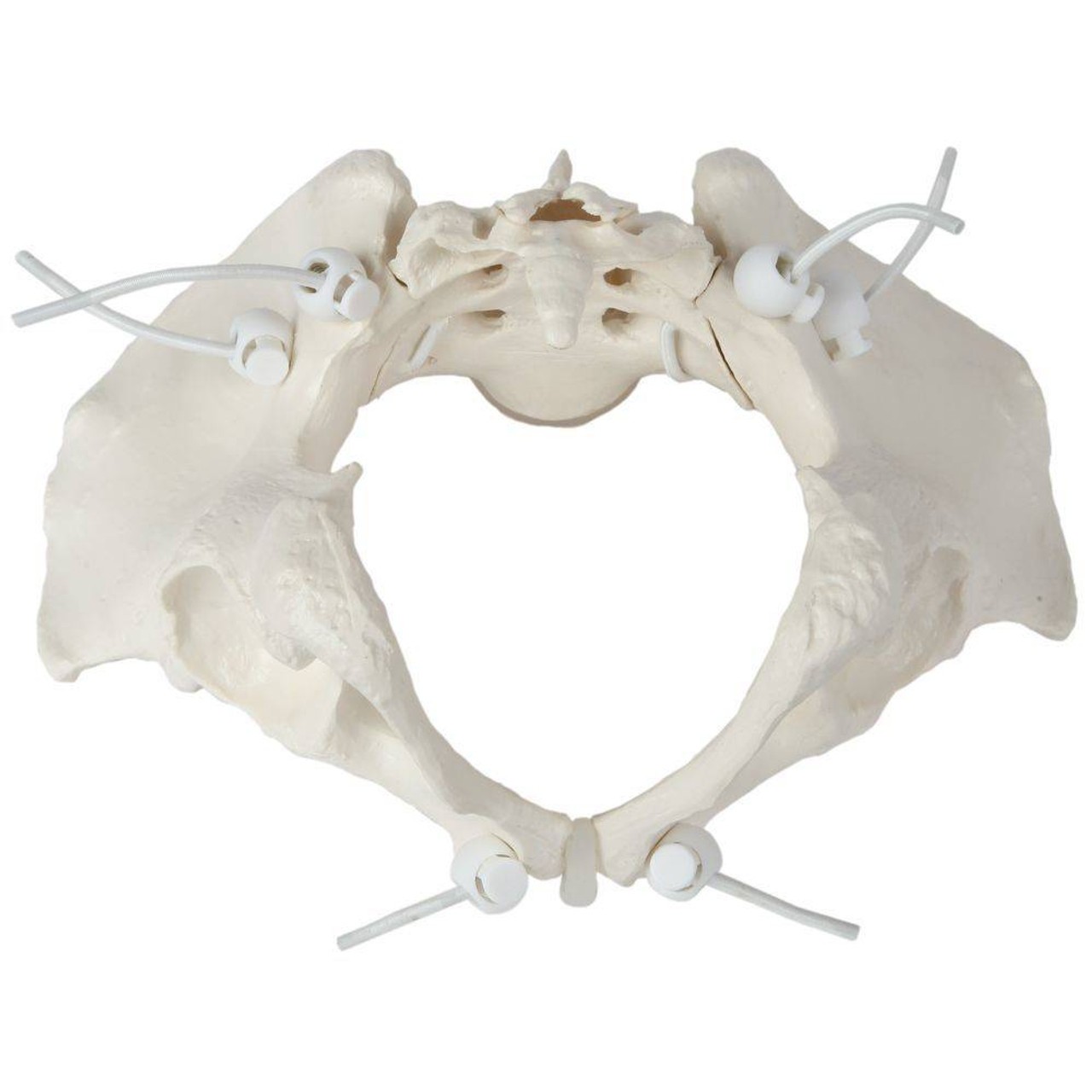 Axis Scientific Flexible Female Pelvic Skeleton with L4 and L5 Vertebrae