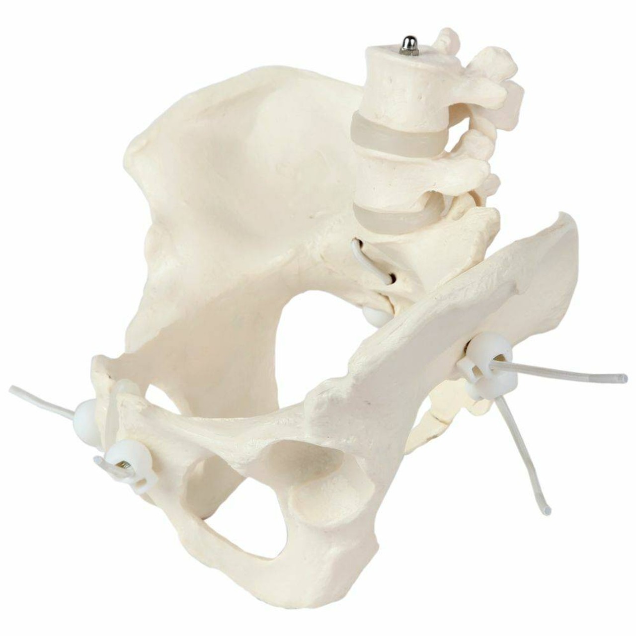 Axis Scientific Flexible Female Pelvic Skeleton with L4 and L5 Vertebrae