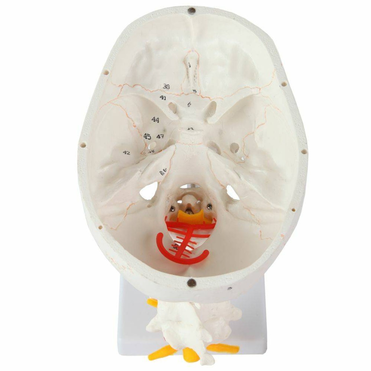 Axis Scientific 3 Part Human Skull and Cervical Vertebrae with 8 Part Brain