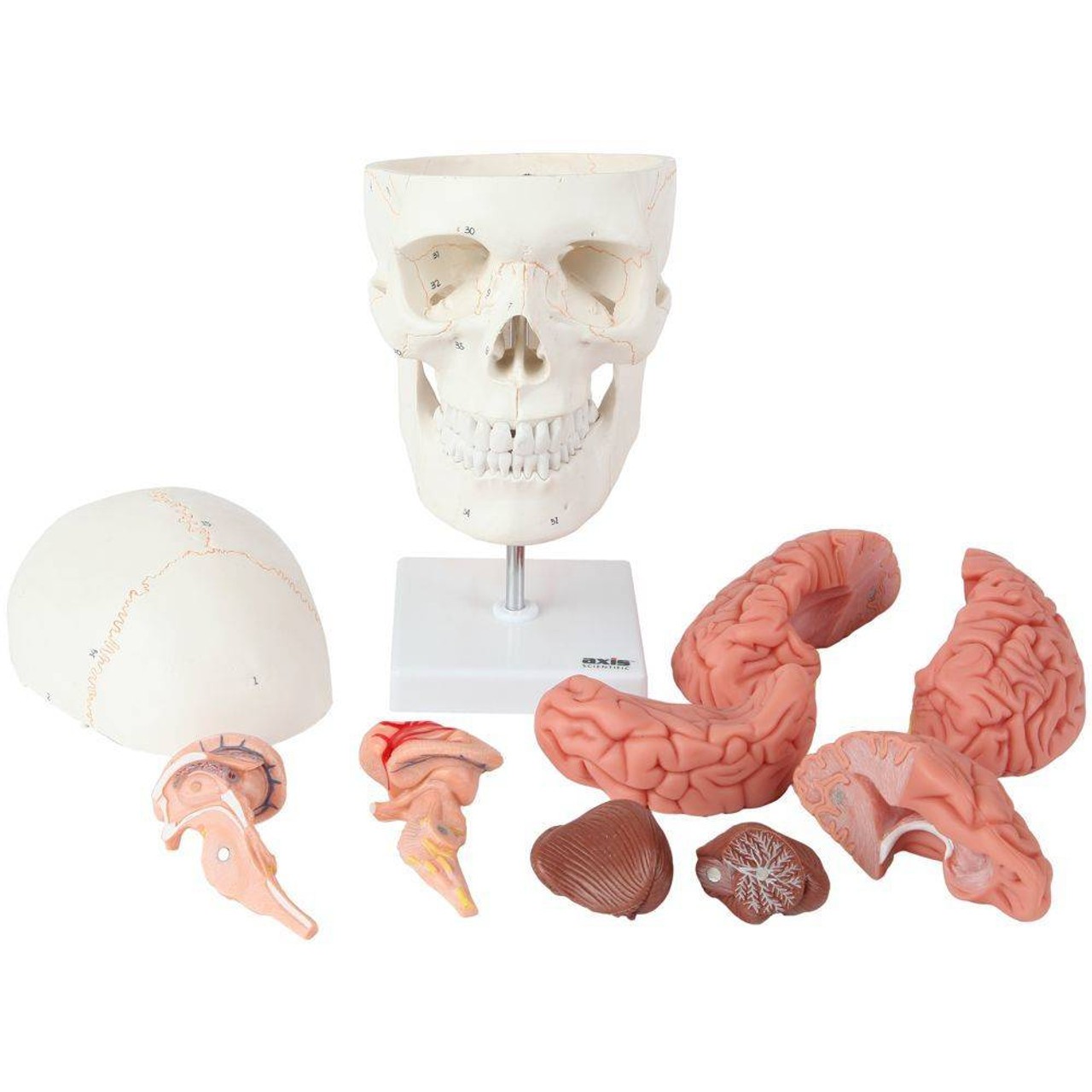 Axis Scientific 3 Part Human Skull and Cervical Vertebrae with 8 Part Brain