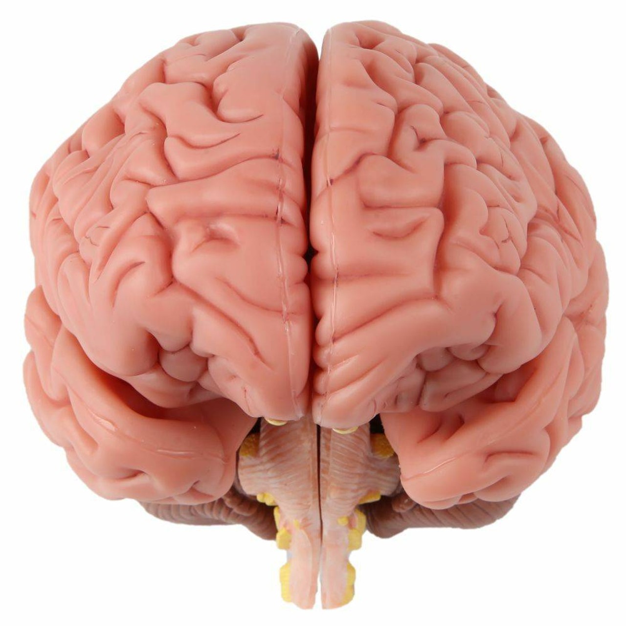 Axis Scientific 3 Part Human Skull and Cervical Vertebrae with 8 Part Brain