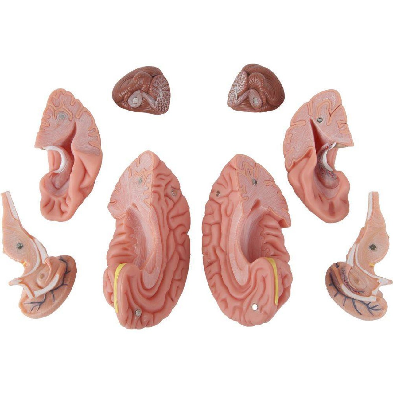 Axis Scientific 3 Part Human Skull and Cervical Vertebrae with 8 Part Brain
