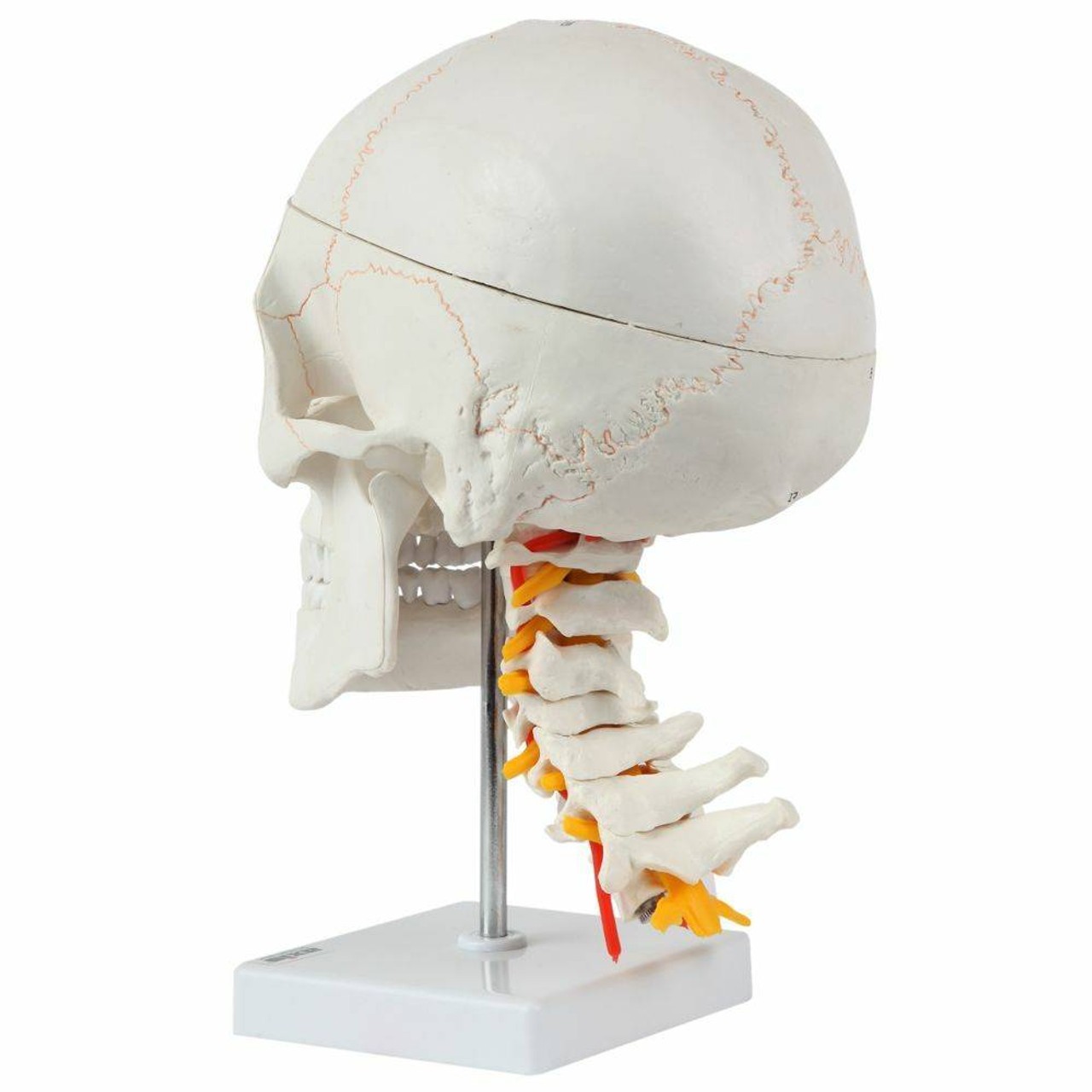 Axis Scientific 3 Part Human Skull and Cervical Vertebrae with 8 Part Brain