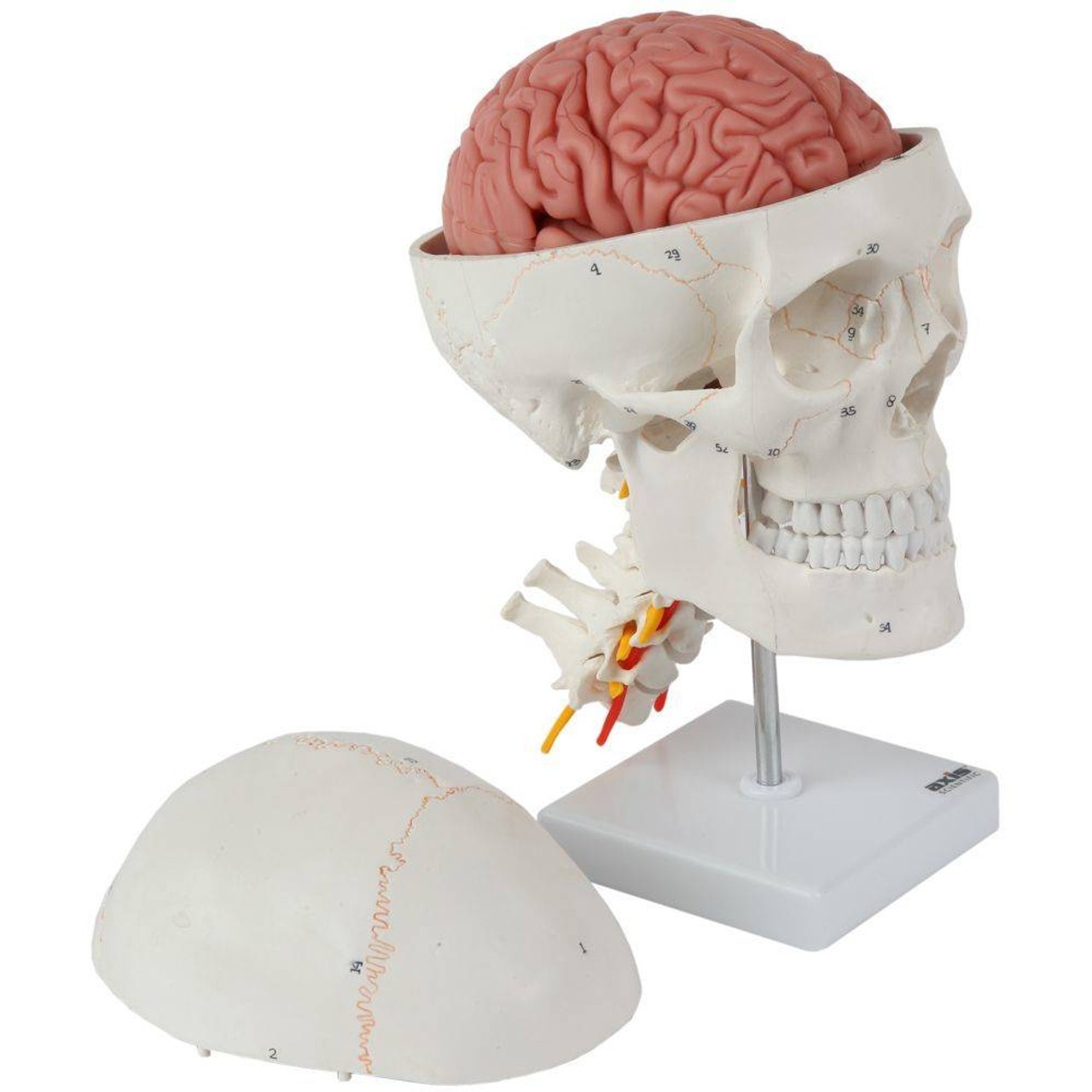 Axis Scientific 3 Part Human Skull and Cervical Vertebrae with 8 Part Brain