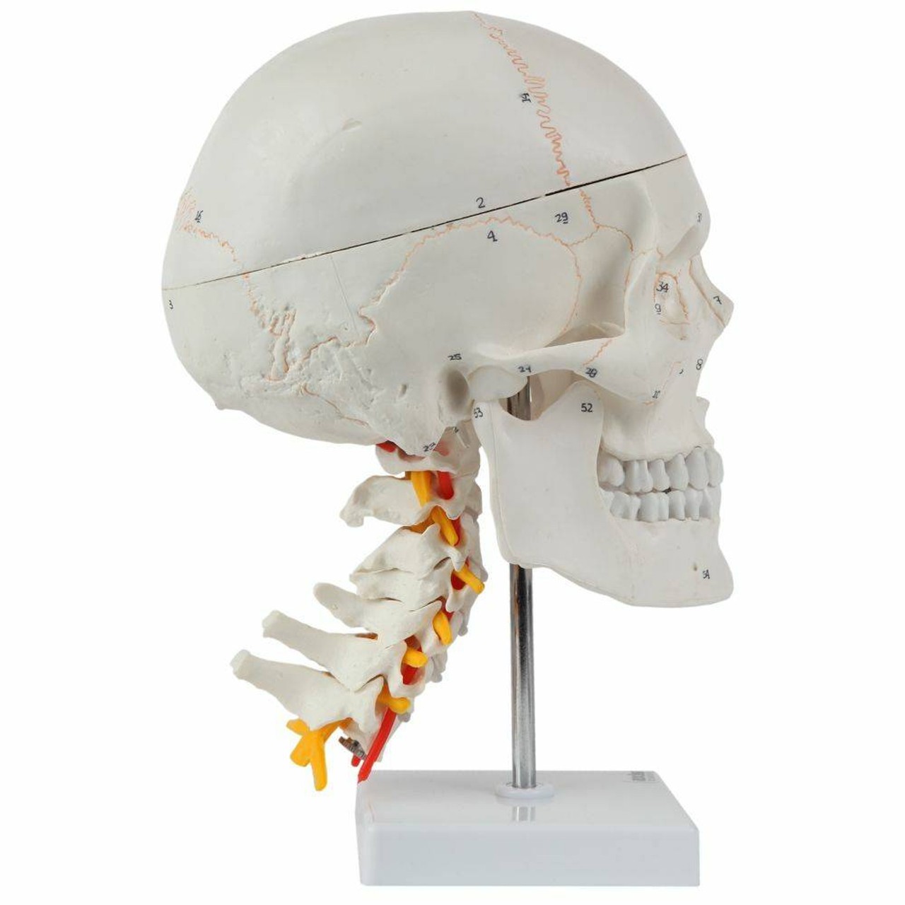 Axis Scientific 3 Part Human Skull and Cervical Vertebrae with 8 Part Brain