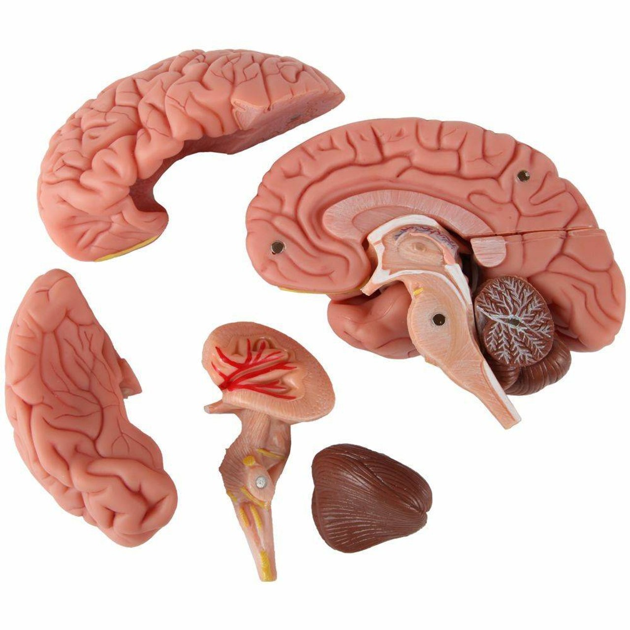 Axis Scientific 3 Part Human Skull and Cervical Vertebrae with 8 Part Brain