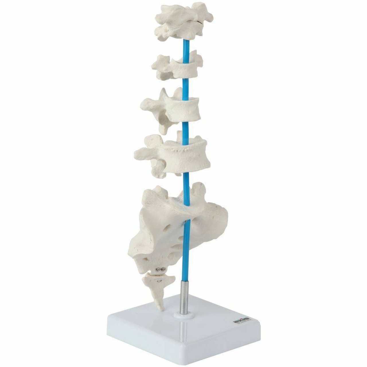 Axis Scientific Vertebrae Set - Includes Cervical, Thoracic, and Lumbar Vertebrae with Sacrum and Coccyx
