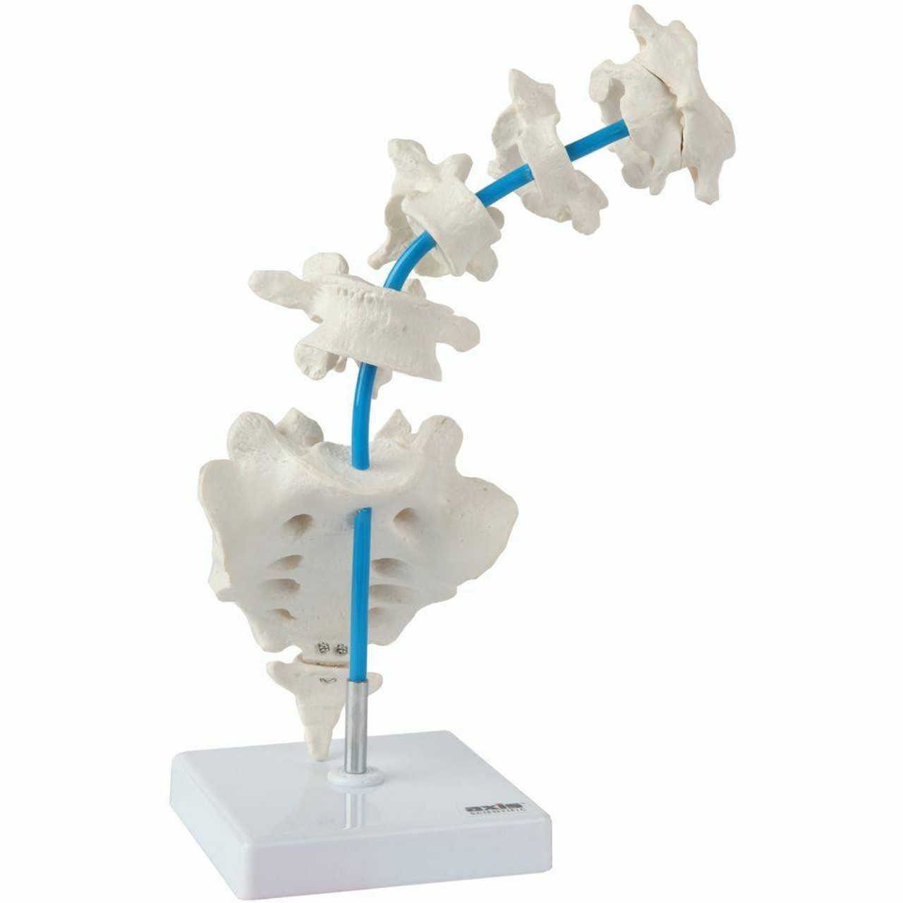 Axis Scientific Vertebrae Set - Includes Cervical, Thoracic, and Lumbar Vertebrae with Sacrum and Coccyx