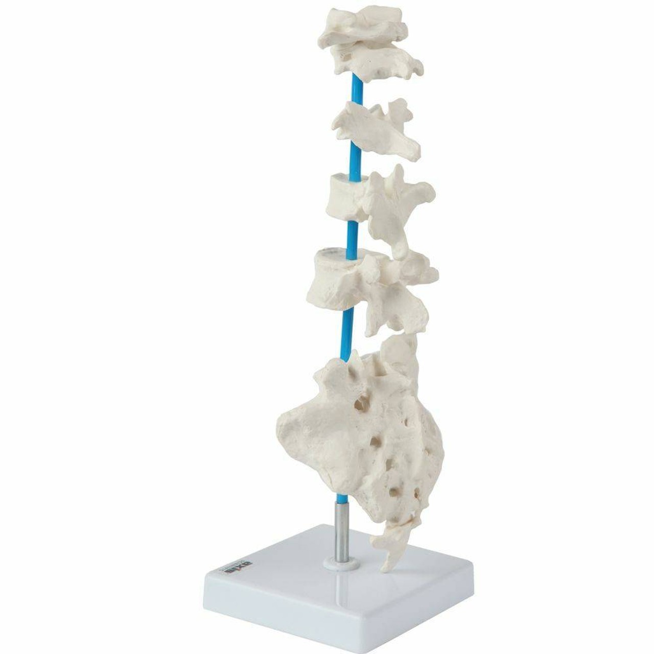 Axis Scientific Vertebrae Set - Includes Cervical, Thoracic, and Lumbar Vertebrae with Sacrum and Coccyx