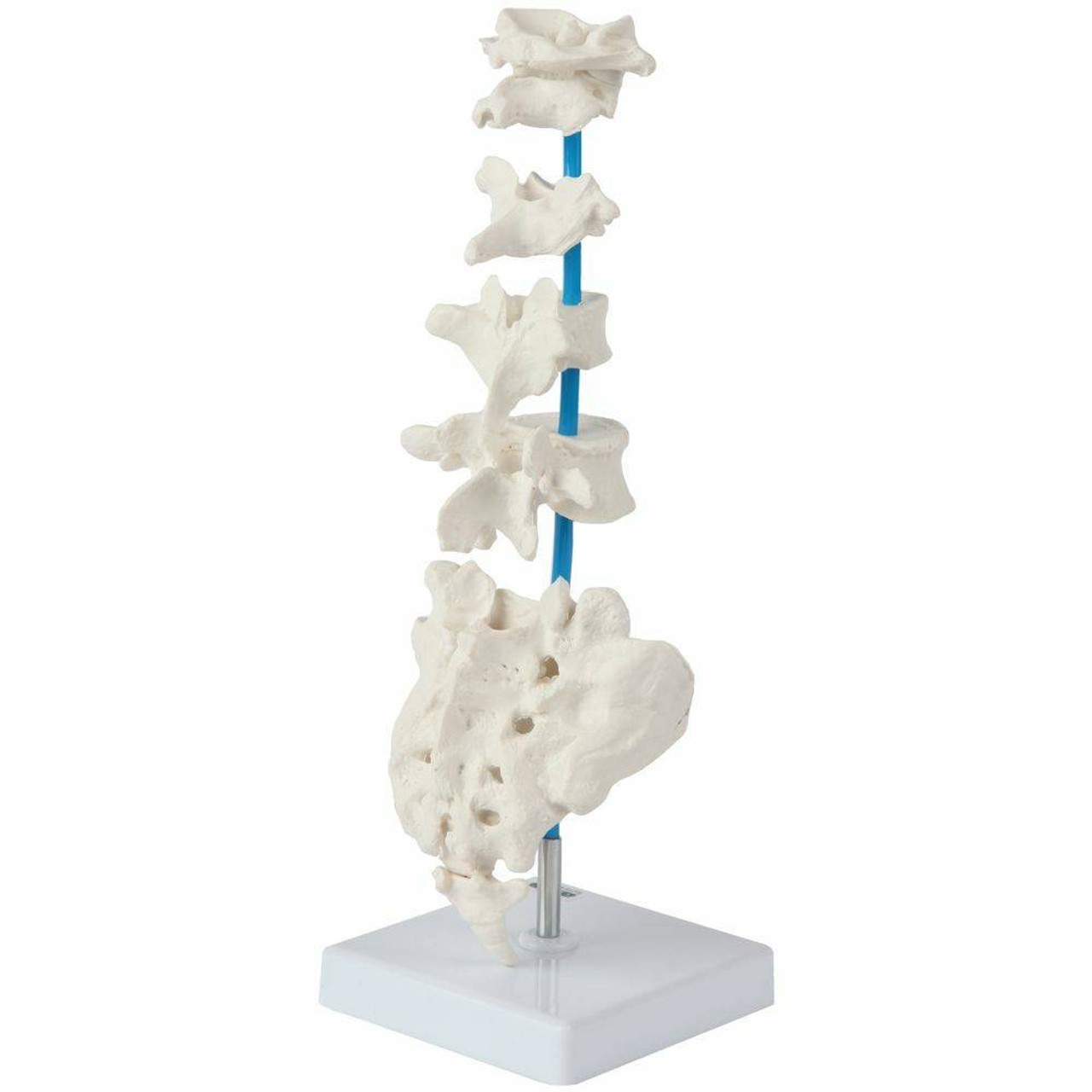 Axis Scientific Vertebrae Set - Includes Cervical, Thoracic, and Lumbar Vertebrae with Sacrum and Coccyx