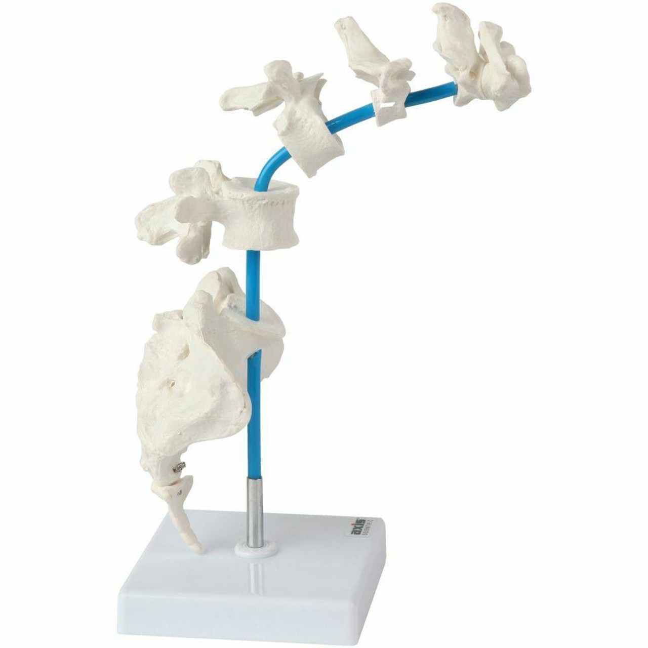 Axis Scientific Vertebrae Set - Includes Cervical, Thoracic, and Lumbar Vertebrae with Sacrum and Coccyx