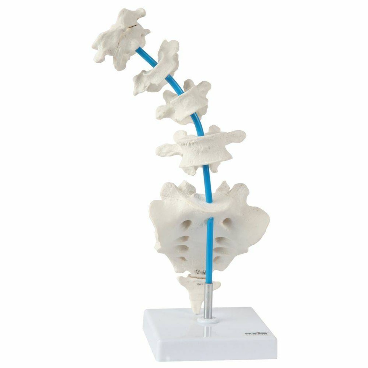 Axis Scientific Vertebrae Set - Includes Cervical, Thoracic, and Lumbar Vertebrae with Sacrum and Coccyx