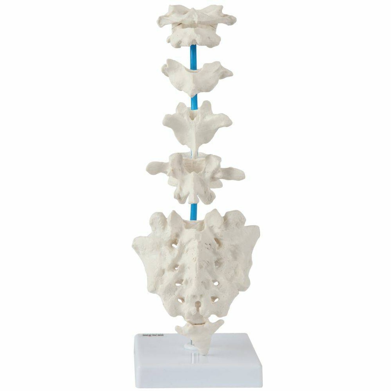 Axis Scientific Vertebrae Set - Includes Cervical, Thoracic, and Lumbar Vertebrae with Sacrum and Coccyx