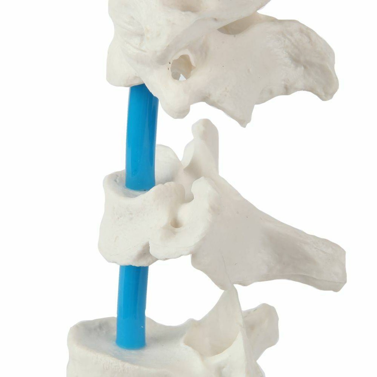 Axis Scientific Vertebrae Set - Includes Cervical, Thoracic, and Lumbar Vertebrae with Sacrum and Coccyx