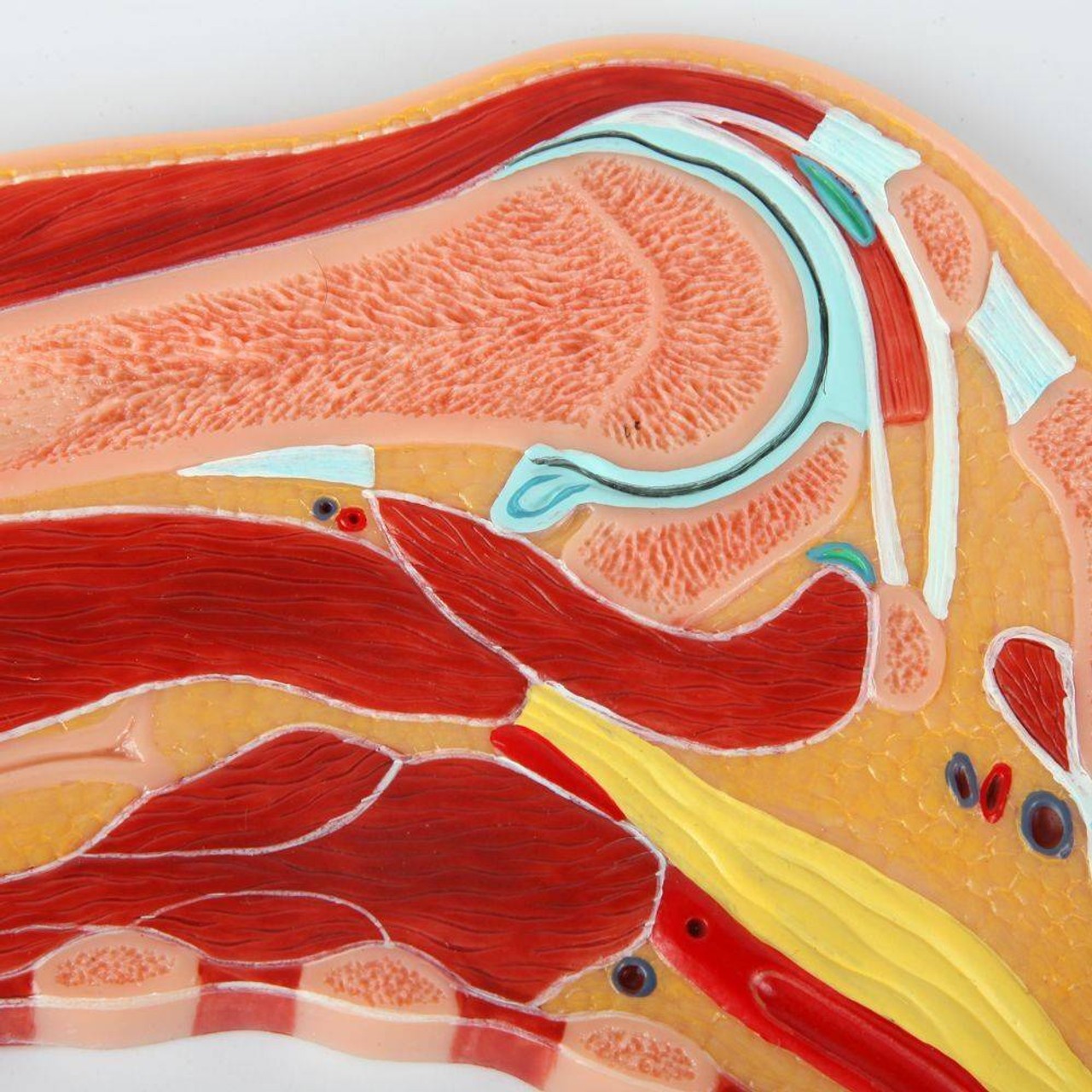 Axis Scientific Shoulder Joint Section Anatomy Model