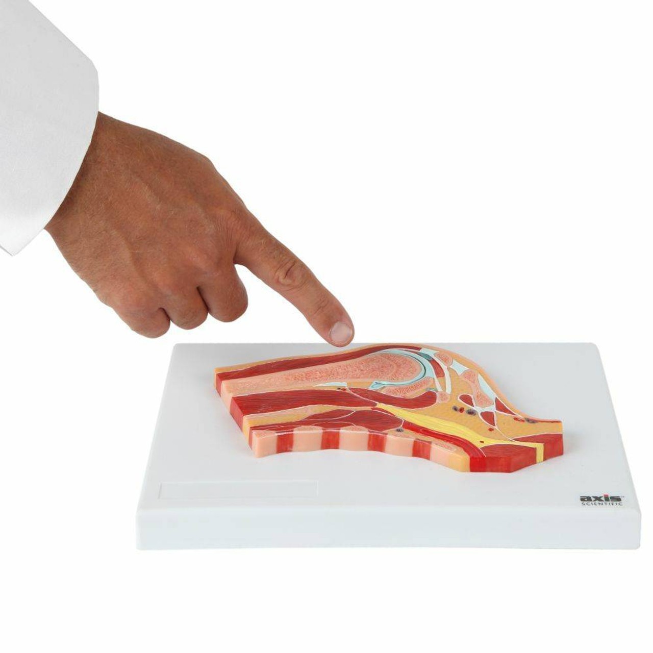 Axis Scientific Shoulder Joint Section Anatomy Model