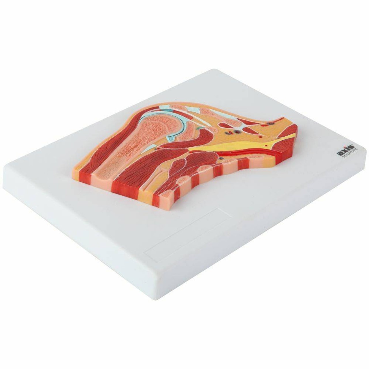 Axis Scientific Shoulder Joint Section Anatomy Model