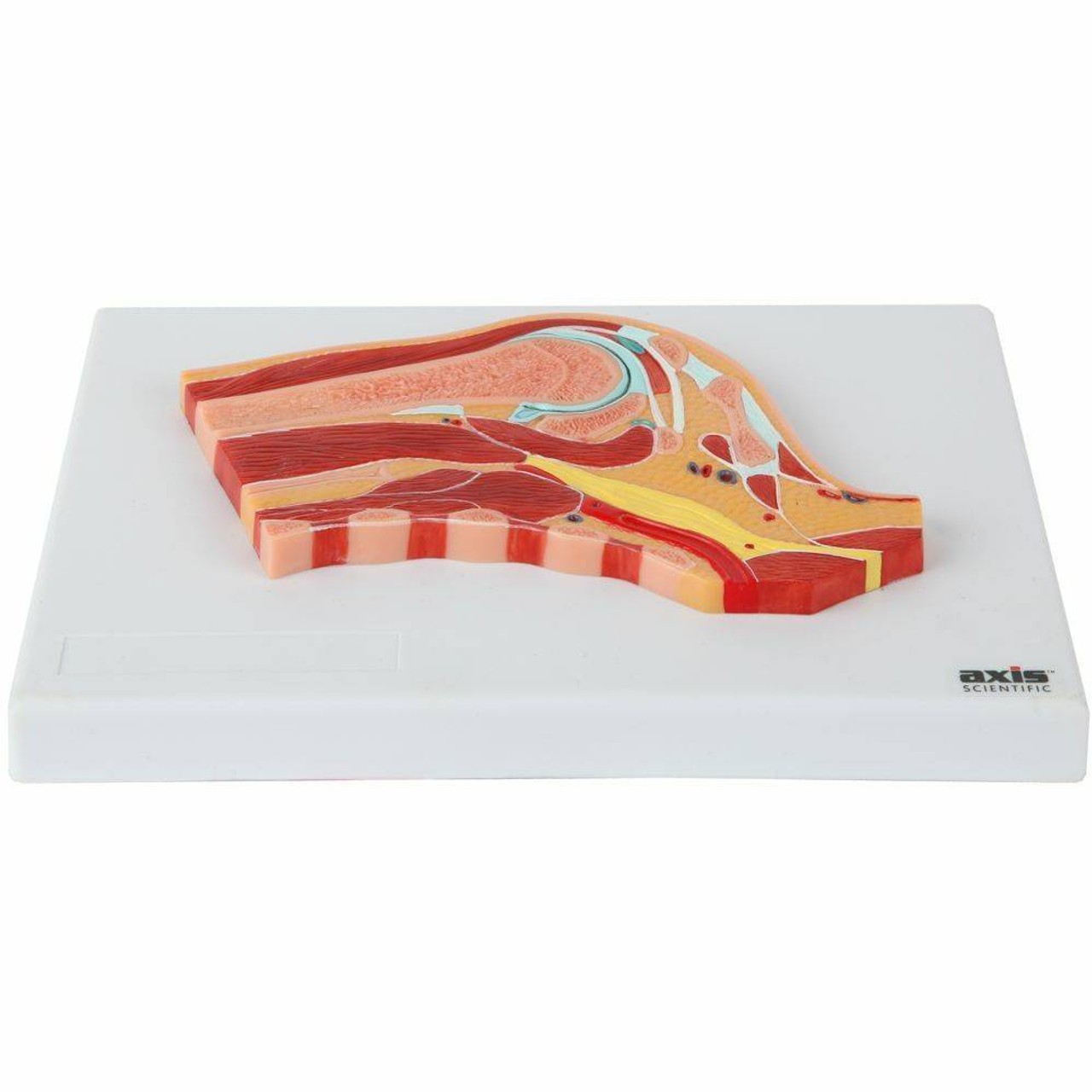 Axis Scientific Shoulder Joint Section Anatomy Model