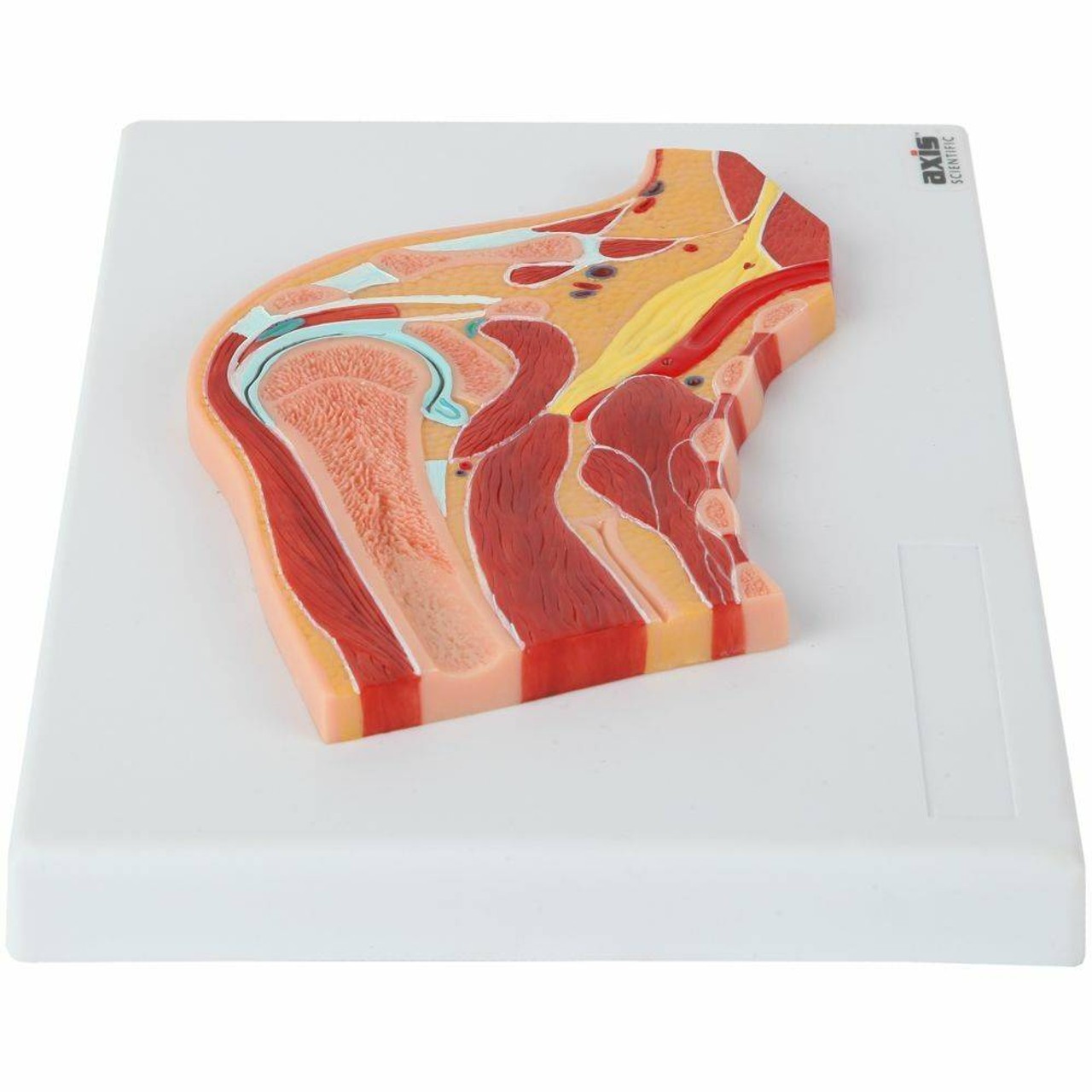 Axis Scientific Shoulder Joint Section Anatomy Model