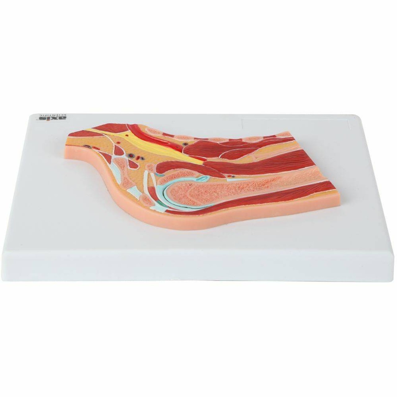 Axis Scientific Shoulder Joint Section Anatomy Model