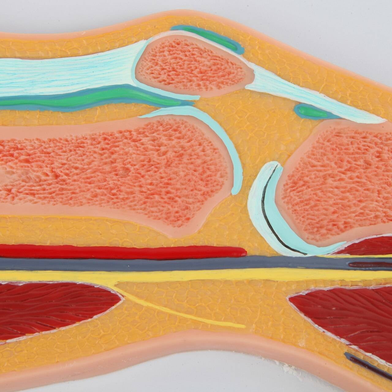 Axis Scientific Knee Joint Section Anatomy Model