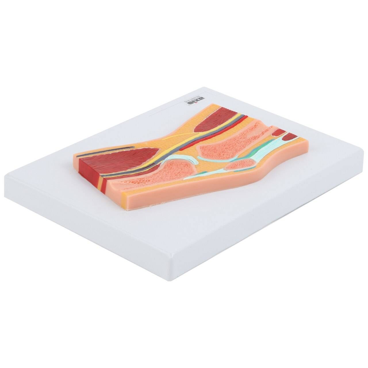 Axis Scientific Knee Joint Section Anatomy Model