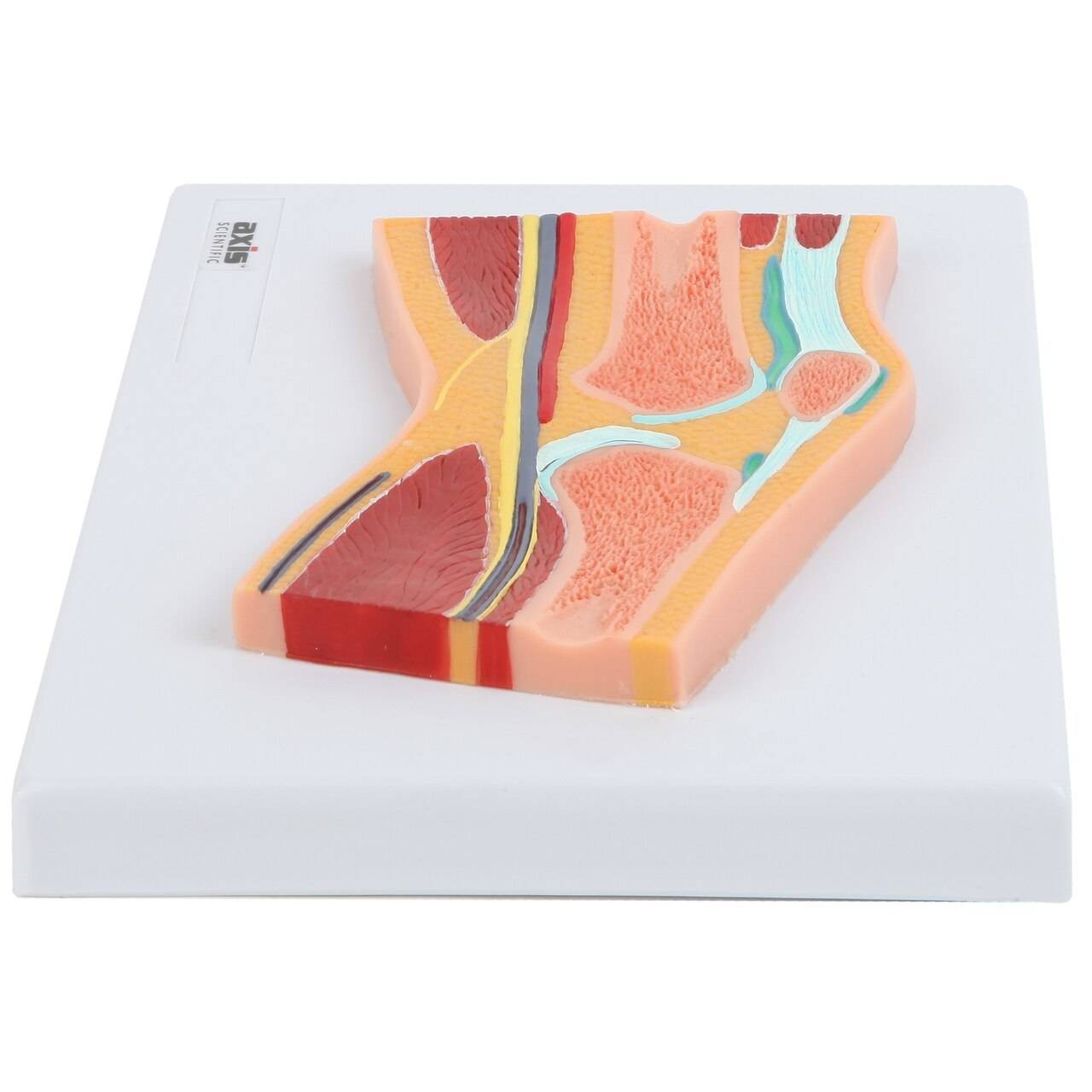 Axis Scientific Knee Joint Section Anatomy Model