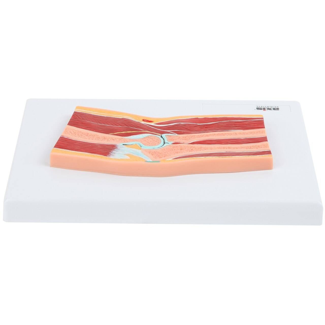 Axis Scientific Elbow Joint Section Anatomy Model