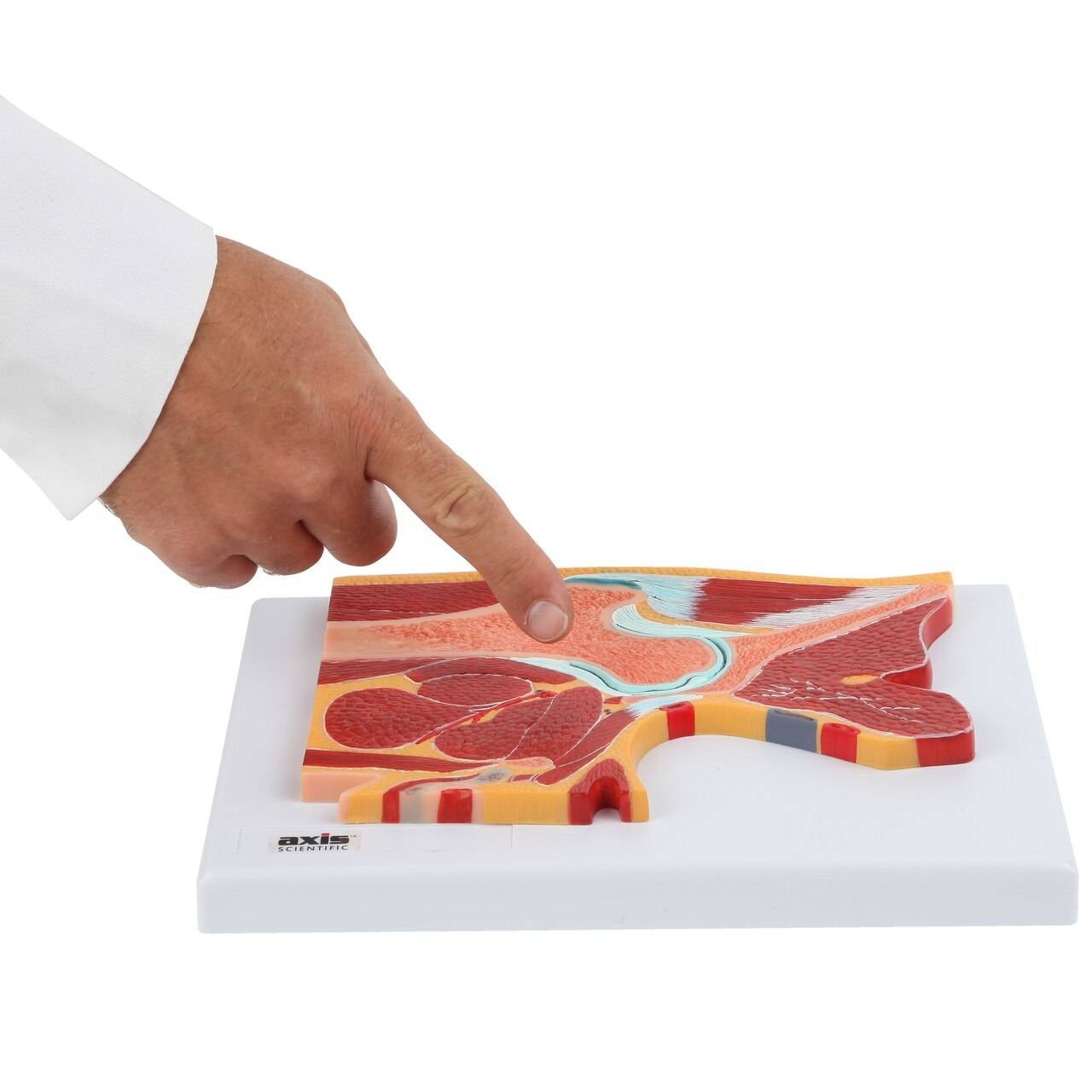 Axis Scientific Pelvic Joint Section Anatomy Model
