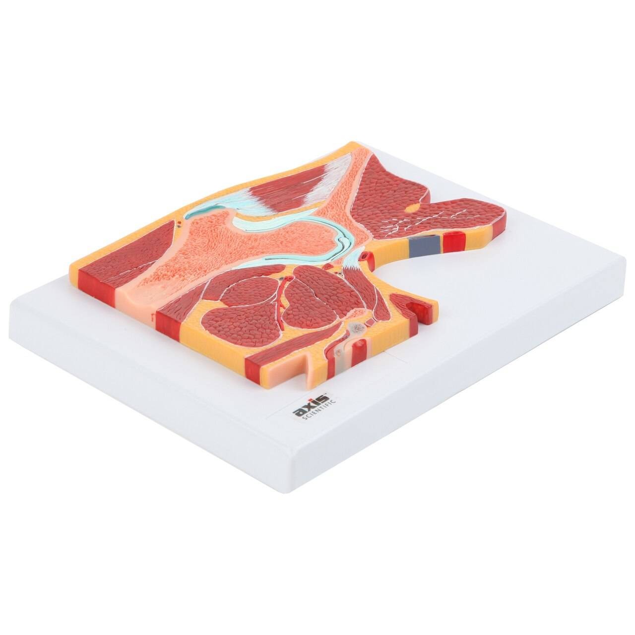 Axis Scientific Pelvic Joint Section Anatomy Model