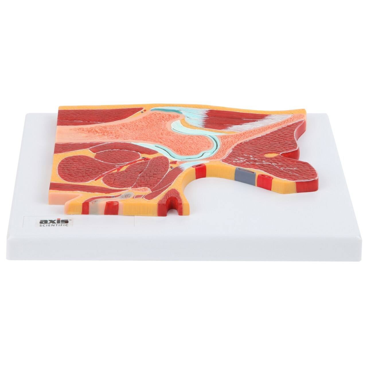 Axis Scientific Pelvic Joint Section Anatomy Model