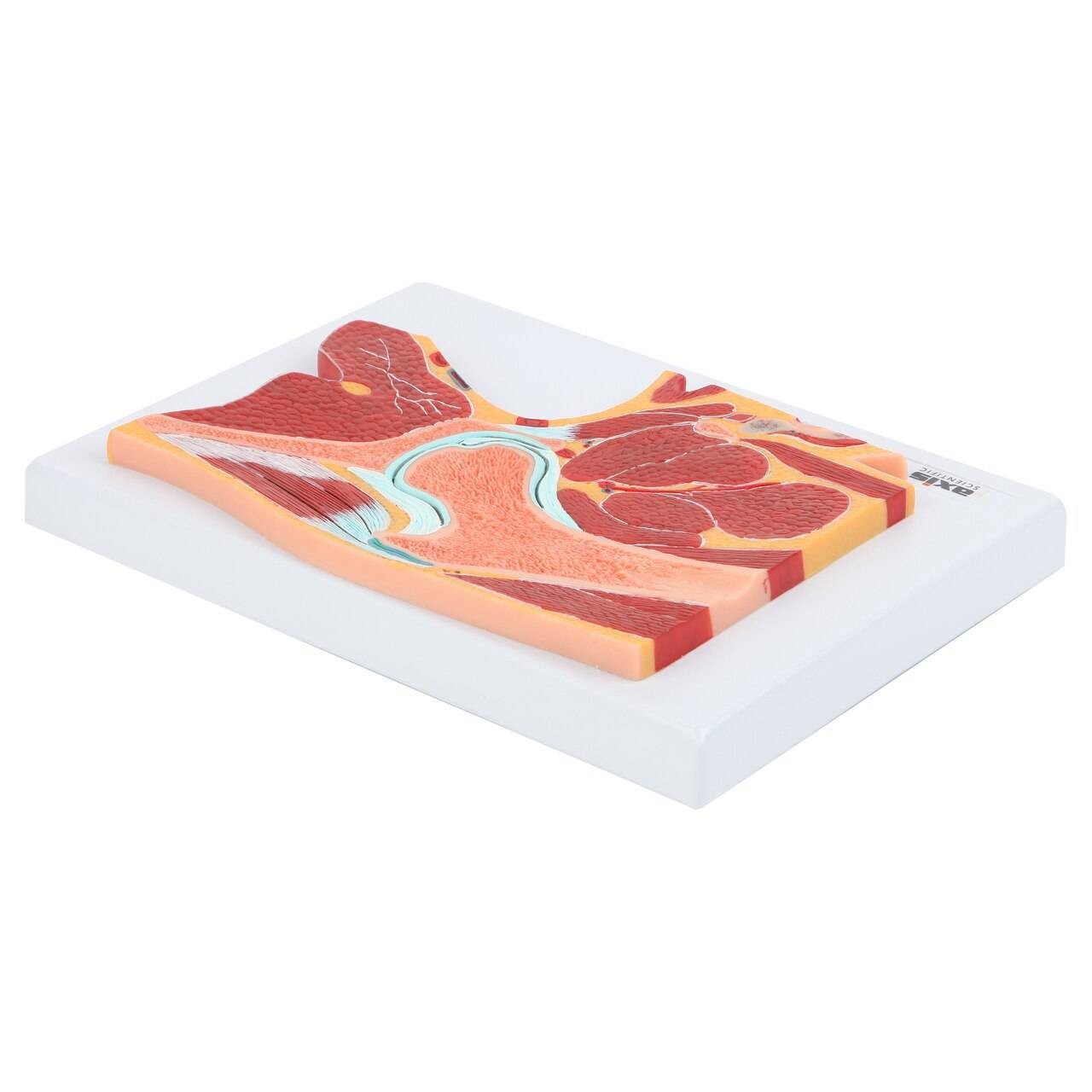 Axis Scientific Pelvic Joint Section Anatomy Model