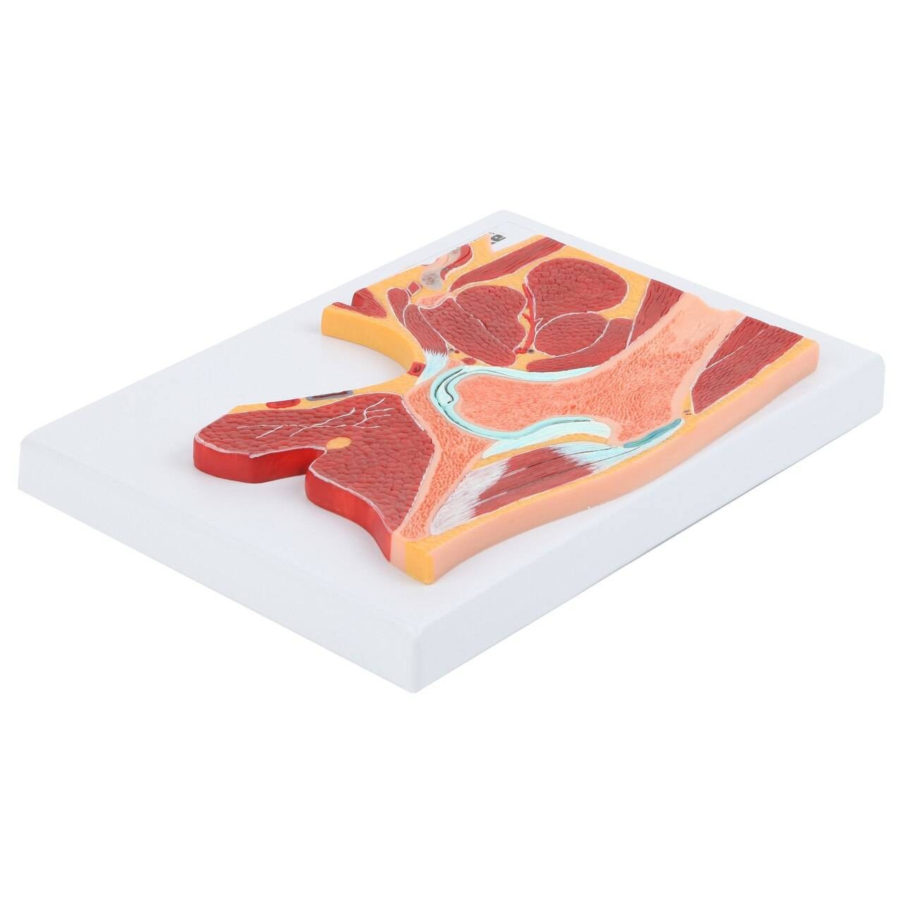 Axis Scientific Pelvic Joint Section Anatomy Model