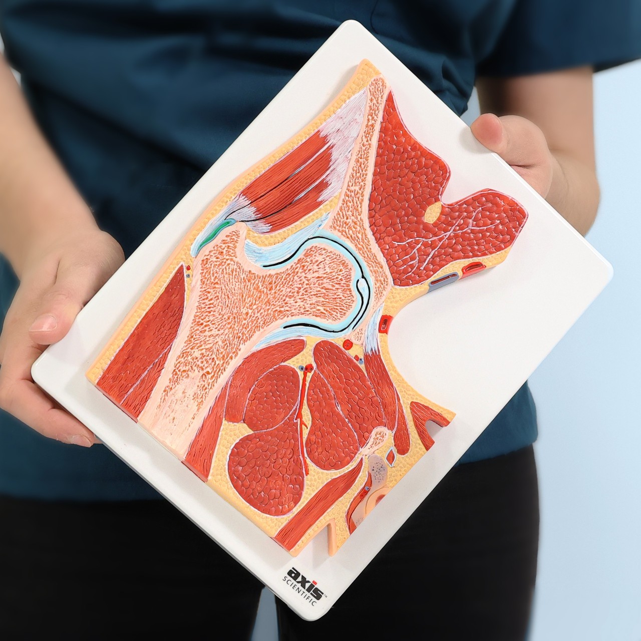 Axis Scientific Pelvic Joint Section Anatomy Model