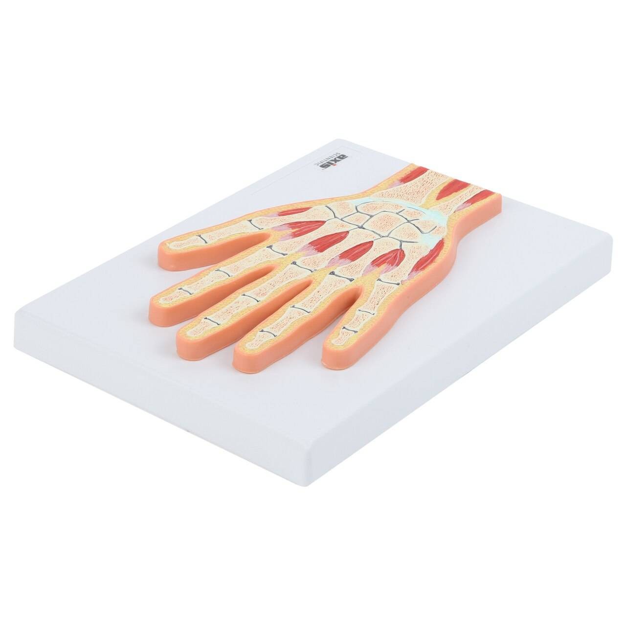 Axis Scientific Hand and Wrist Joint Section Anatomy Model