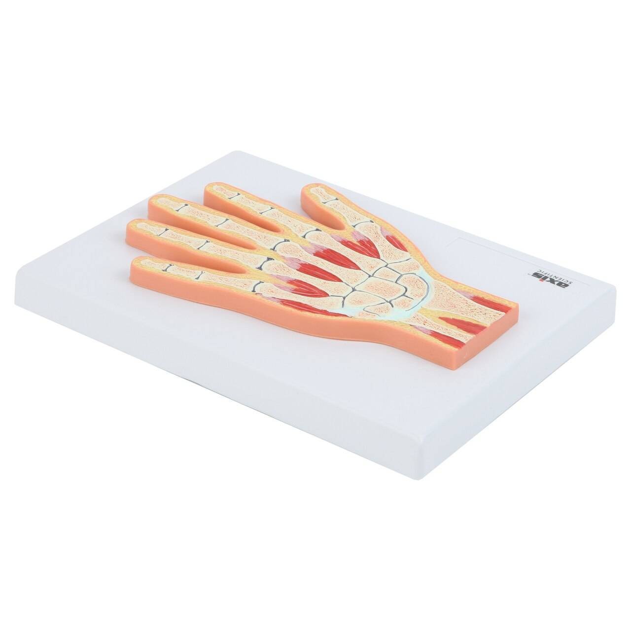 Axis Scientific Hand and Wrist Joint Section Anatomy Model
