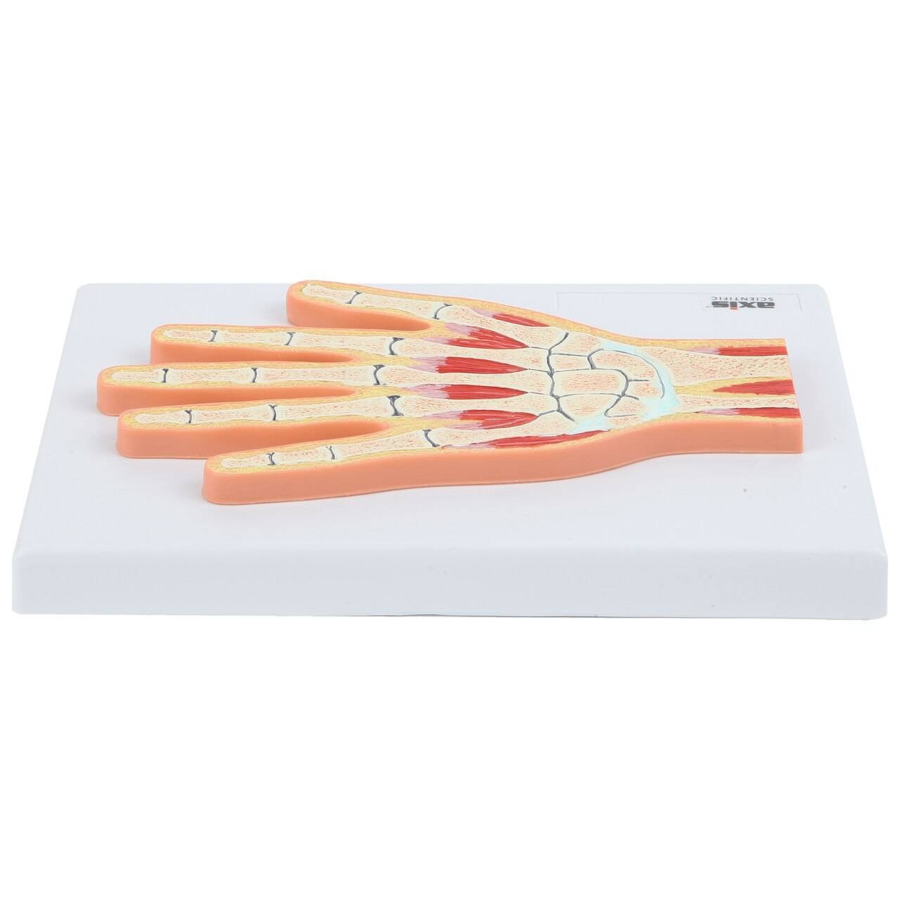 Axis Scientific Hand and Wrist Joint Section Anatomy Model