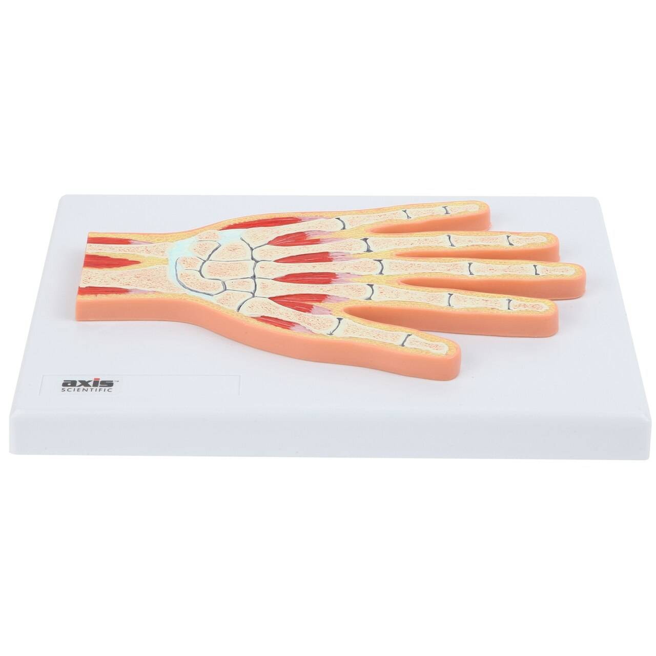 Axis Scientific Hand and Wrist Joint Section Anatomy Model