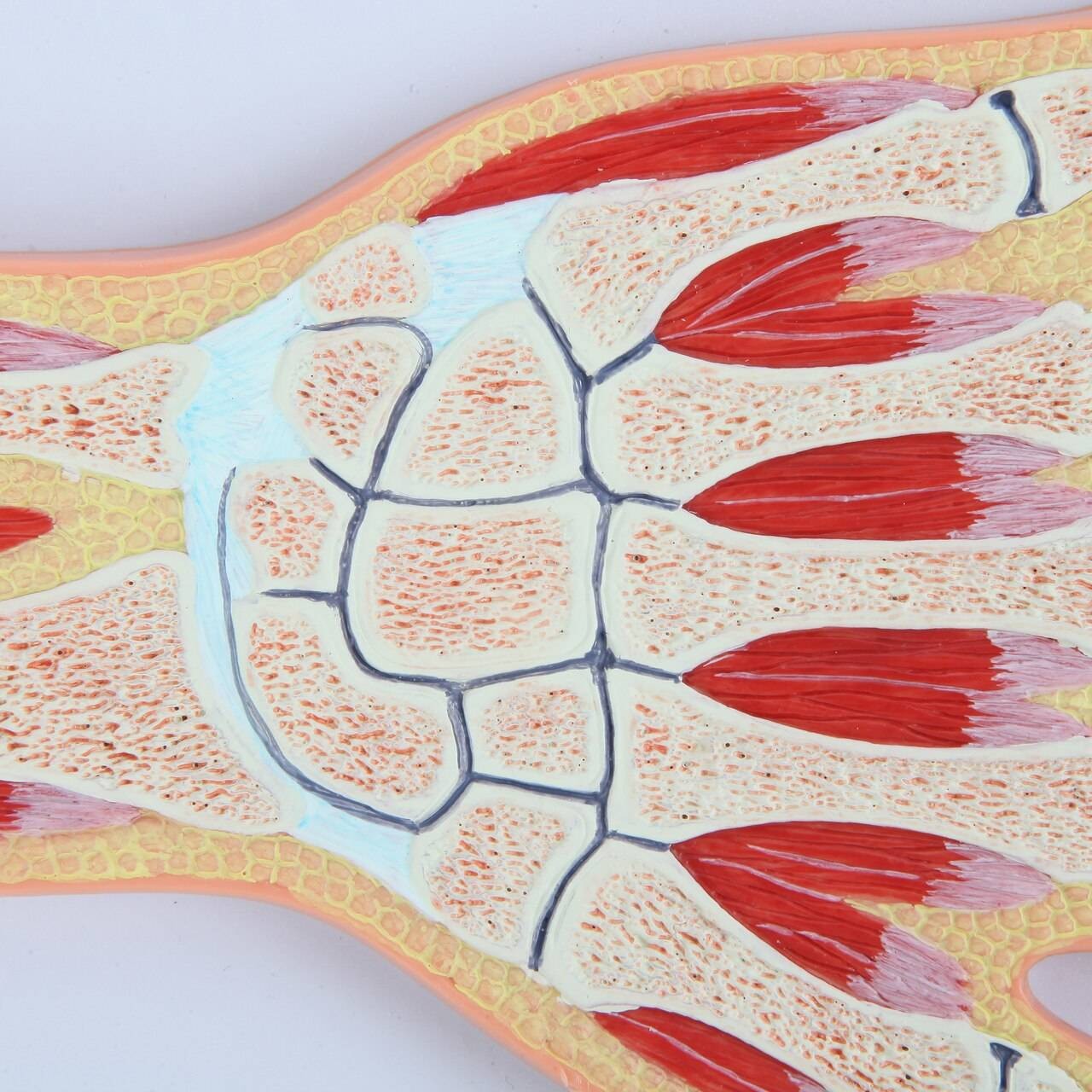 Axis Scientific Hand and Wrist Joint Section Anatomy Model