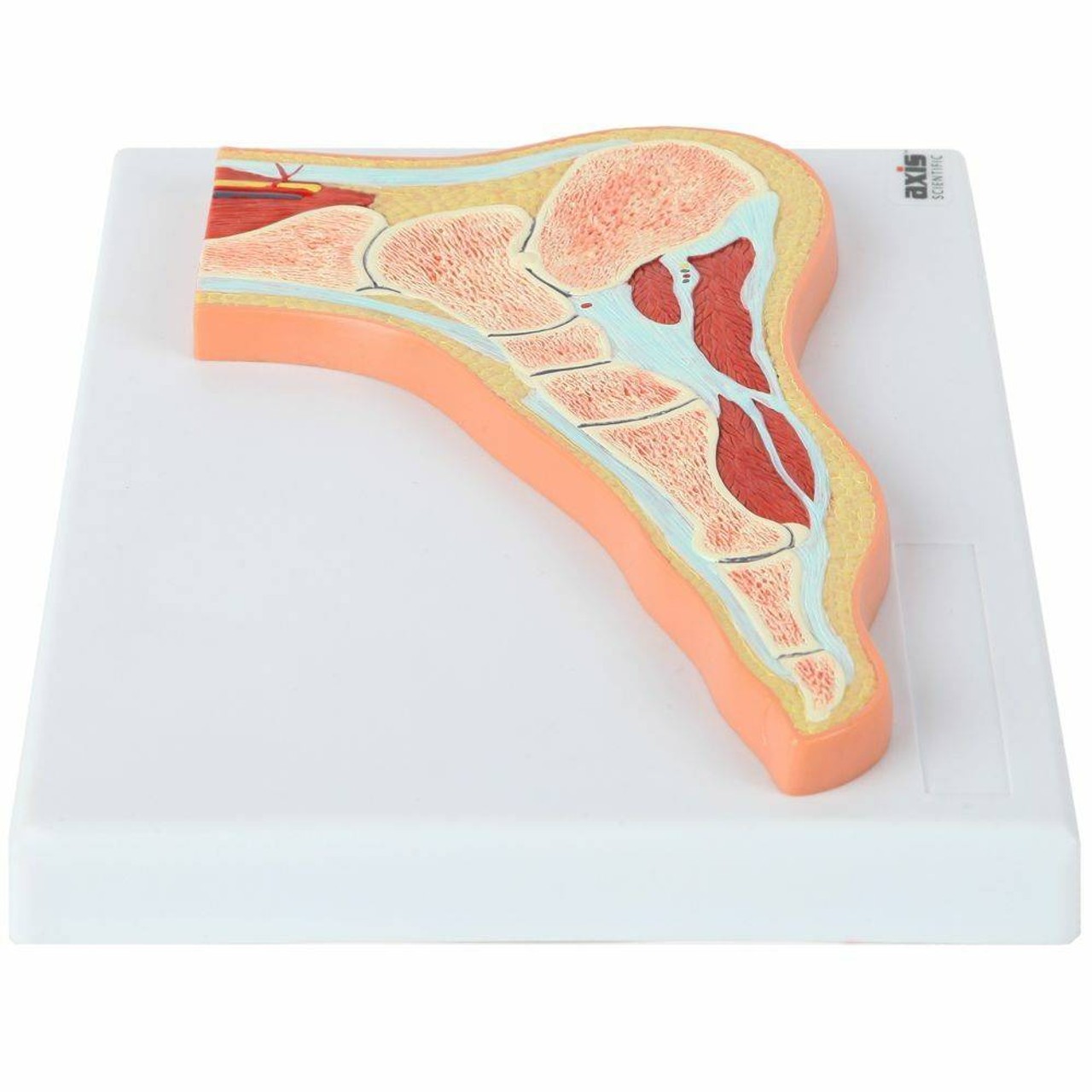 Axis Scientific Foot and Ankle Joint Section Anatomy Model