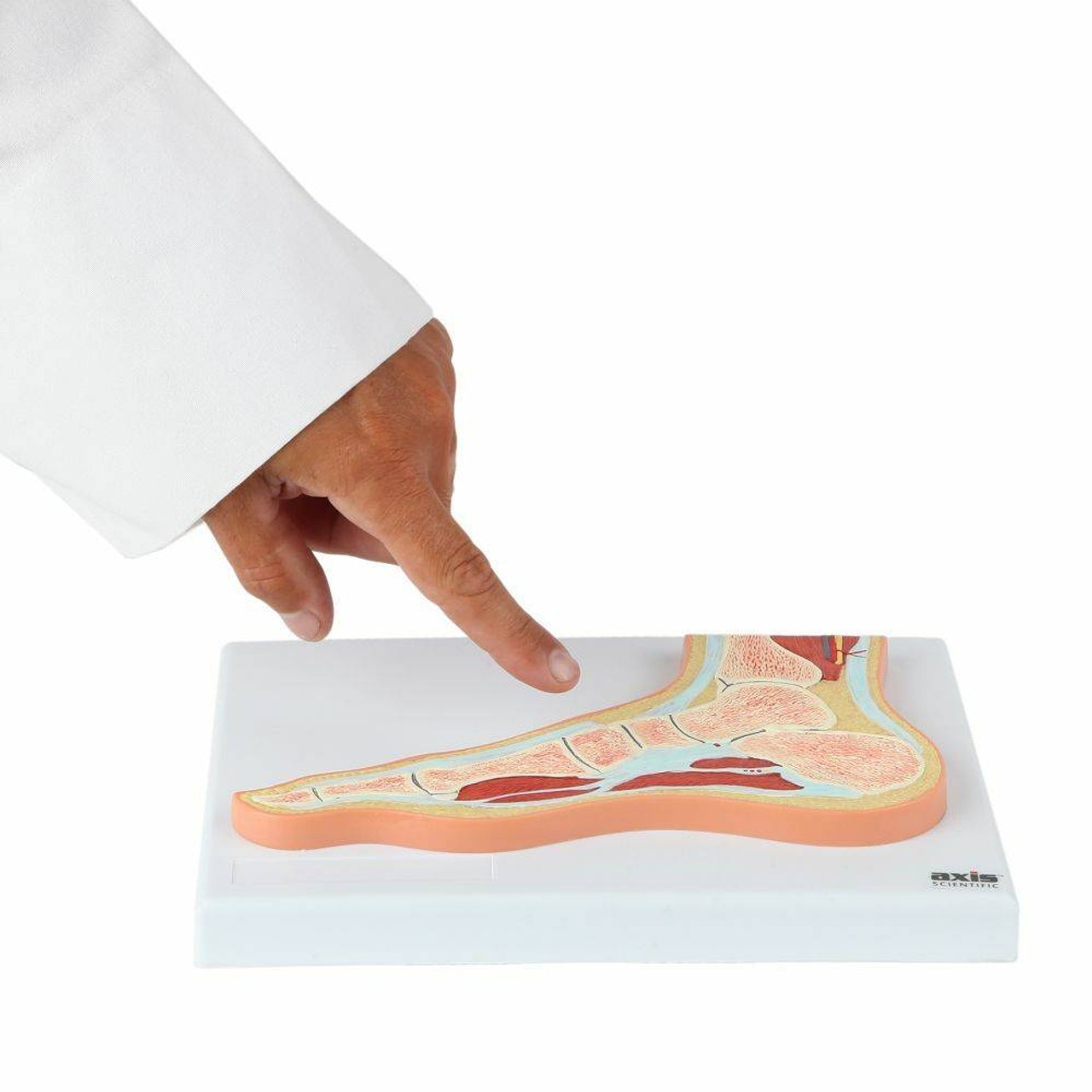 Axis Scientific Foot and Ankle Joint Section Anatomy Model