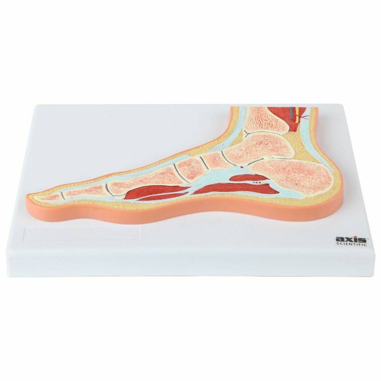 Axis Scientific Foot and Ankle Joint Section Anatomy Model