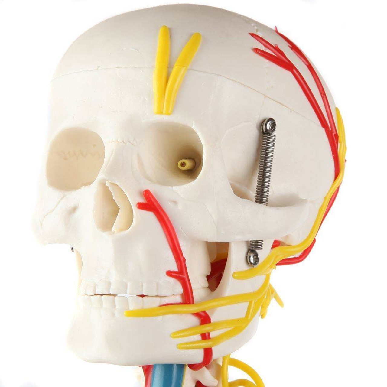Anatomy Lab Miniature Human Skeleton with Nerves, Veins and Arteries